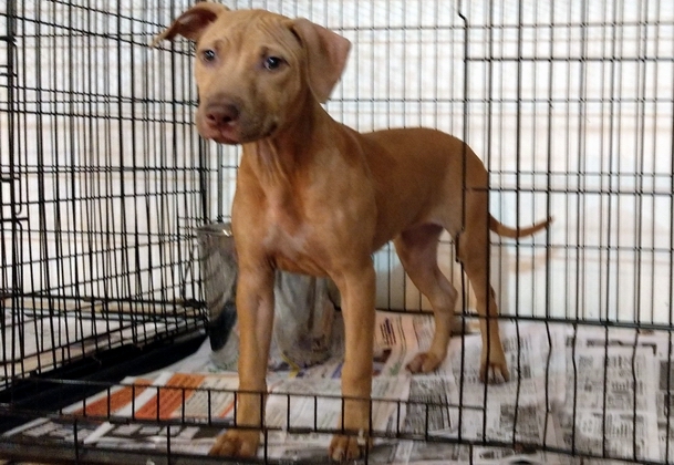 Gr.Ch.Machobuck puppies